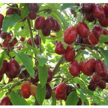 AnkaBahçe Kızılcık Fidanı Tüplü