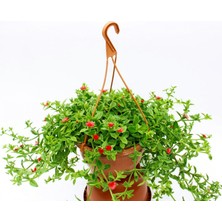 Buz Çiçeği - Askılı Saksıda Hediyelik