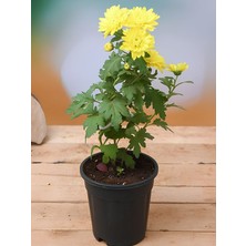 Sarı Mini Kasımpatı 10–15 cm – Yoğun Çiçekli, Masaüstü Dekor Bitkisi Chrysanthemum
