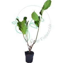 AnkaBahçe Yaprak Döken Manolya(Magnalia Soulangeneana)(Mor Renk)