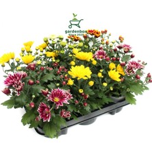 Mini Kasımpatı Mix 10–15 cm Karışık Renkli 10 Adet Peyzaj Çiçeği Chrysanthemum