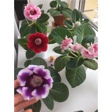 Bardak Meneksesı (15-25CM) Tomurcuklu Saksıda Gönderim Tek Adet