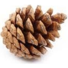 Empressco Doğal Çam Kozalağı 10'lu Set, Dekoratif Süs Kozalağı, Kahverengi