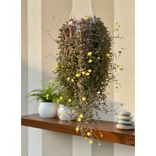 Yakut Kolyesi Çiçeği (Othonna Capensis) Canlı Sukulent | Askılı Sarkıcı Balkon & Salon Bitkisi