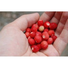 CetKing Dağ Çileği Tohumu 20 Adet Tohum Yabani Çilek Tohumu