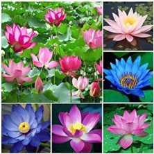 Bade Shop 6 Adet Karışık Renklerde Lotus (Nilüfer) Çiçeği Tohumu