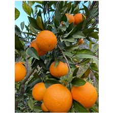 Washington Portakal 2 kg