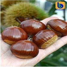 Iri Boy Kestane Zonguldak Yöresinden 1 kg