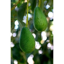 Myanamur 1 kg Yerli Avokado - Anamur'dan Taze Hasat