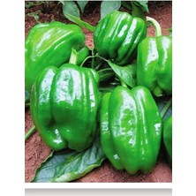 CetKing Tarım Ata Tohumu Yöresel Dolma Biber Antep 1000 Adet Tohum