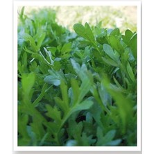 CetKing Tarım Ata Tohumu Yerli Ince Tere 1000 Adet Tohum