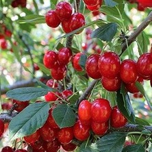 CetKing Sepetim 3 Yaş Aşılı Yarımca (Early Burlat) Kiraz Fidanı