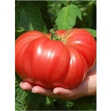 CetKing Look Dev Büyük Domates Tohumu 20 Adet TH-2022DSHNGLKTHM215