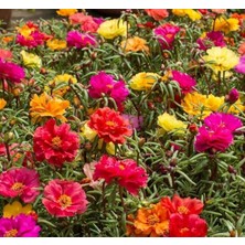 CetKing Ipek Çiçeği Tohumu (Katmerli Çok Çiçekli) Karışık Renkli - 40 Tohum