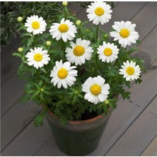 CetKing Beyaz Papatya Tohumu (Iri Çiçekli) - 25 Tohum