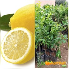 CetKing Market Torbalı 3.5 Yas Bodur Yediveren Limon Fidani