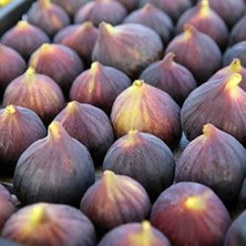 CetKing Naturel Tüplü Türk Lokumu Bursa Dürdane Siyah Inciri Fidanı