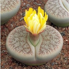 CetKing Look Lithops Pseudotruncatella Sukulent Tohumu TH-DSHNGLOOKTHM018