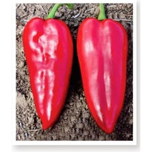 CetKing Tarım Ata Tohumu Yöresel Yağlık Biber 1000 Adet Tohum