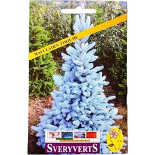 CetKing Mavi Ladin Ağacı Tohumu