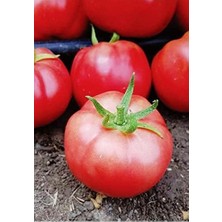 CetKing Tarım Ata Tohumu Yerli Pembe Köy Domatesi 1000 Adet Tohum