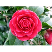 CetKing Kamelya (Camellia Japonica) Çiçeği Tohum