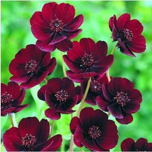 CetKing Dünyam 10 Adet Çikolata Kozmos Çiçeği Tohumu