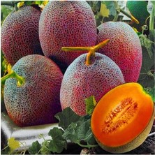 CetKing Dünyam 5 Adet Atalık Turuncu Kavun Tohumu