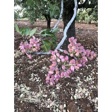 CetKing Fıstığı Ağacı Tohumu 250 Adet Tohum Yeni Sezon Ürünü