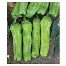 CetKing Tarım Ata Tohumu Yeşil Biber Mazamort 100 Adet Tohum