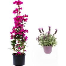 CetKing Renk Begonvil ÇIÇEĞI(40-80CM) Mor Lavanta Fidanı Hediyeli Bahçe Bitkisi, BTS001NA0915