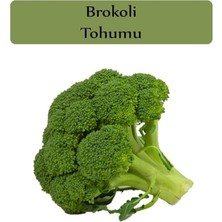 CetKing Organik Brokoli Tohumu 1 Paket (1 GR=250+ Adet)