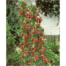 CetKing Dünyam 100 Adet Yerli Sarmaşık Çilek Tohumu