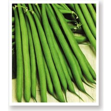 CetKing Tarım Ata Tohumu Yerli Oturak Yeşil Fasulye 50 Adet Tohum