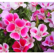 CetKing Godetya Çiçeği Tohumu (Büyük Çiçek Bahçe Açelyası) Karışık Renkli - 5 Tohum