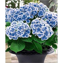 CetKing Dünyam Ebruli Mavi Ortanca Çiçeği Tphumu- 10 15 Adet