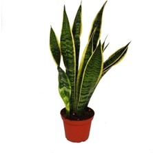 CetKing Sansevieria Trifasciata Yeşil Beyaz Paşa Kılıcı Fidanı