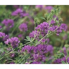 CetKing Üç Yapraklı Yonca Çiçeği 200 Adet Tohum