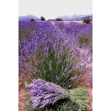 CetKing Dünyam Yerli Yediveren Lavanta/eko Paket 50 Adet Tohum