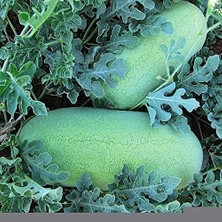 CetKing Tarım Nadir Bulunan Doğal Charleston Gray Karpuz 20 Adet Tohum