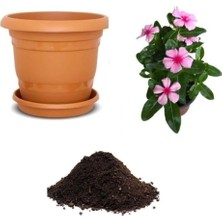 CetKing Look Cezayir Menekşesi Çiçeği Tohumu Ekim Seti TH-DSHNLLKSET200