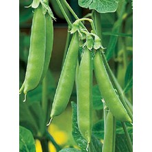 CetKing Garden Doğal Bezelye Tohumu 50 Ad. Tohum