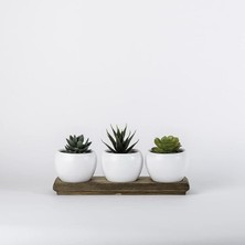 CetKing Ahşap Standlı Beyaz Kaktüs ve Sukulentlik 3'lü Saksı (Beyaz)