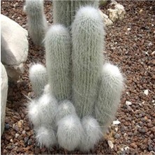 CetKing Look Cephalocereus Senilis Kaktüs Tohumu TH-9154684654669