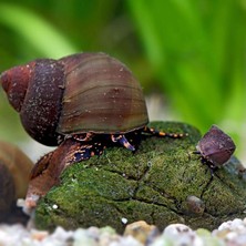 İthal Bitki Papua Blueberry Snail 3 Adet Straforlu Gönderim