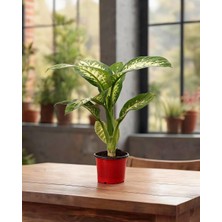 Gardenkoala Difenbahya Tropic Snow – Dieffenbachia Tropic Snow – 12 cm Saksı