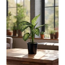 Gardenkoala Difenbahya Tropik Snow - Dieffenbachia Tropic Snow – 17 cm Saksı