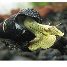 İthal Bitki Poso Yellow Rabbit Snail Salyangoz 2 Adet Straforlu Gönderim