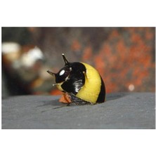 İthal Bitki Sarı Siyah Boynuzlu Nerite Salyangoz 3 Adet Straforlu Gönderim