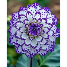 CSY 12 Adet Lacivet Beyaz Yıldız Dahlia Yumrusu..yumru Boyu 10 cm Yeni Mahsul...